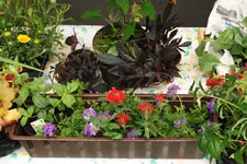 Wagenhüpfer 19.05 10 (15).webp