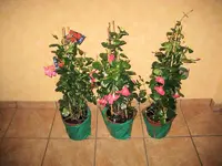 IMG_1852.webp