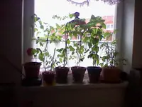HNI_0016.webp