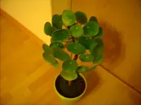 LPIC1691.webp