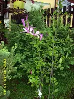 JD500034.webp