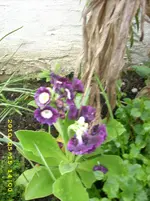 JD500071.webp
