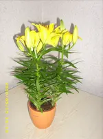 JD500080.webp