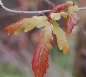 DSC_5240.webp