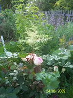 100_1897.webp