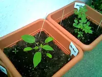 Tomate.webp