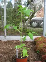 k-IMG_2842.webp
