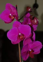 DSC_5257.webp