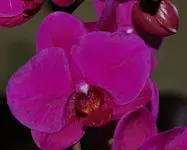 DSC_5256.webp