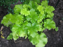 Heuchera Lime Rickey.webp