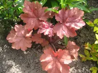 Heuchera Georgia Peach.webp
