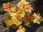 Heuchera Marmalade.jpg