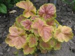 Heuchera Miracle.jpg