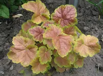 Heuchera Miracle.webp