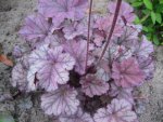 Heuchera Silver Light.jpg