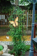 Wildrose2005.webp