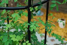 DSC_0003.webp