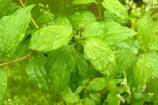 regenpause2.webp