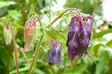 regenpause3.webp