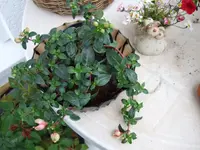 fuchsie hängend.webp
