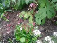 20.05.2010 021.webp