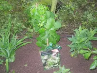 20.05.2010 006.webp