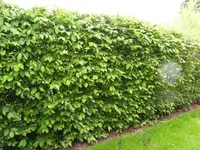 006.webp