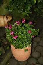 20.05 (16).webp