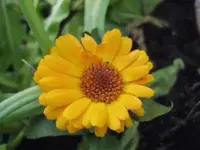 Ringelblume.webp