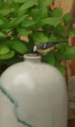 Wagenhüpfer 19.05 10 (10).webp
