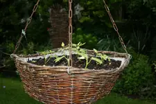 Prunkwinden.webp
