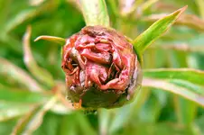 pfingstrose_andere_sorte.webp