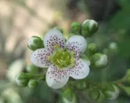 Steinbrech.webp