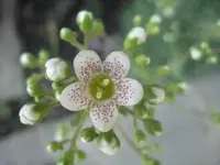 Steinbrech 2.webp