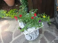 Petunienmix.webp