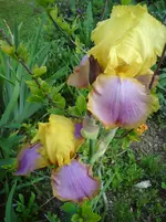 DSC01225.webp