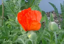 IMGP3186 - 2010-05-20- papaver orientale.webp