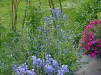 IMGP3187 - 2010-05-20 - scilla hispanica, kaukas. vergissmeinnicht, polsterphlox.webp