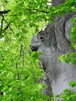 01.05.2010 020 Baumgesicht2.webp