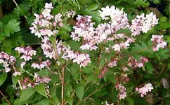 IMGP3181 - 2010-05-20 - strauch unbekannt.webp