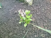 Hortensie1 - 20.05.2010.webp