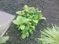 Hortensie2 - 20.05.2010.webp
