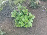 Hortensie3 - 20.05.2010.webp
