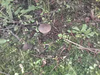 Ja ist denn schon Herbst - Pilz am 20.05.2010.webp