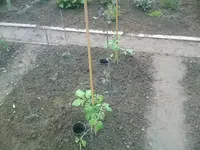 neue gelbe Tomaten - 20.05.2010.webp