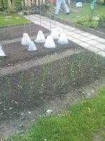 Zwiebeln - 20.05.2010.webp