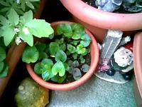 Veilchen.webp
