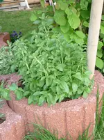 20.05.2010 endlich Sonne 002.webp