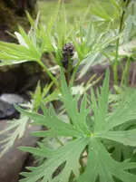 20.05.2010 endlich Sonne 005.webp