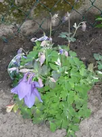 20.05.2010 endlich Sonne 012.webp